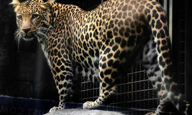 Leopard on the loose in Indian car factory Leopard on the loose in Indian car factory