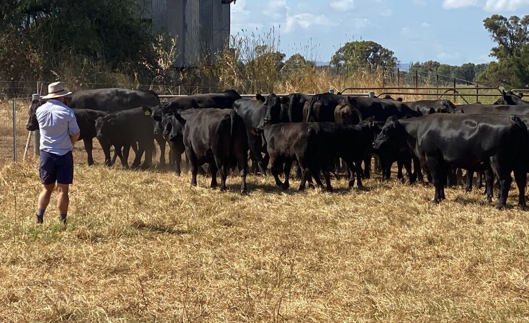 MLA reveals how the fuel crisis is impacting the red meat industry.