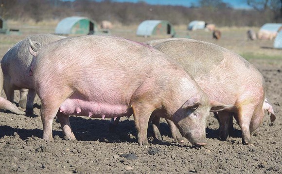Value to be found in supplementing sows with essential oils