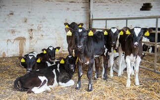 How to reduce pneumonia risk in dairy calves this winter