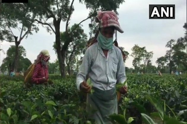 Industry body hails Assam's budgetary provisions for its tea sector