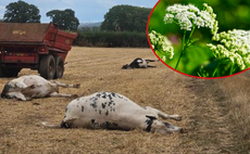 What livestock farmers need to know about hemlock water dropwort poisoning