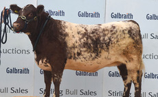 STIRLING BULL SALES: Shorthorn females peak at 11,000gns