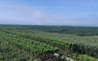 Managed tree plantations with APRIL's Kerinci pulp and paper mill on the horizon | Credit: Michael Holder