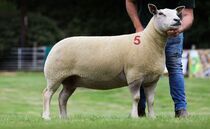 Sales round up: Strong trade for spring lambs, Edstaston Charollais to £5,100, Summer Sizzlers hit £4,300