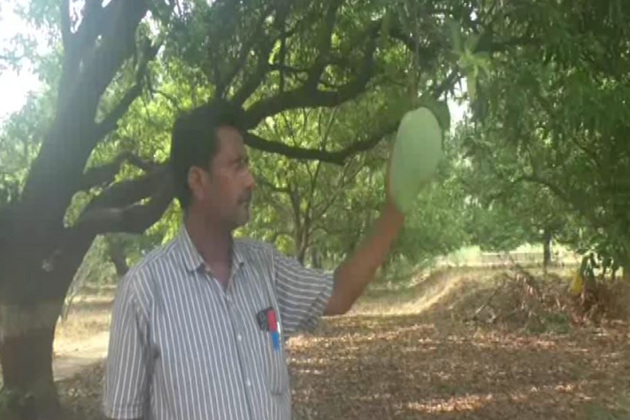 Meet the Noorjahan mango: Up to 5 kg in weight, Rs 3,000 in price per piece
