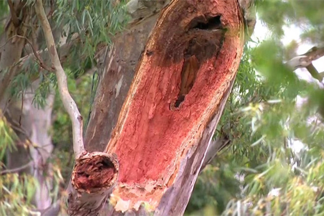 Man fell from a tree in the Grove and died