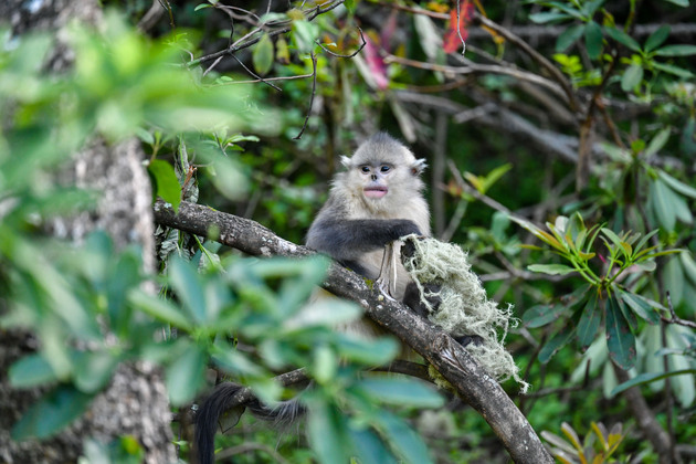 CHINA-YUNNAN-DEQEN-YUNNAN GOLDEN HAIR MONKEY-PROTECTION (CN)