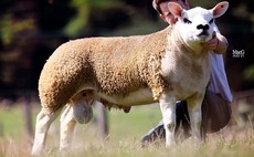 Texels sell to 100,000gns at Scottish national sale