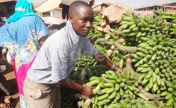John Matovu omulimi ate omusuubuzi w'amatooke mu katale k'e Kasubi ng'ali ku matooke g'atunda. Ebifaananyi bya Benadino Kate John Matovu omulimi ate omusuubuzi w'amatooke mu katale k'e Kasubi ng'ali ku matooke g'atunda. Ebifaananyi bya Benadino Kate
