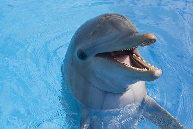 Killer Zionist dolphins claim gets attention in Israel