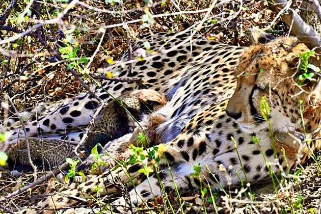 MP: 27-month-old Indian-born female cheetah KGP11 dies during treatment in Palpur