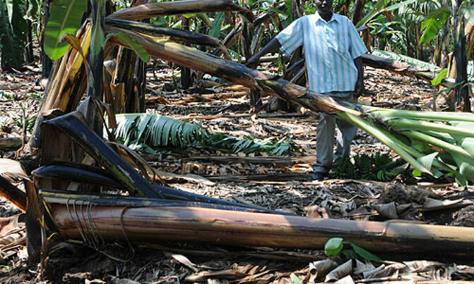 Hailstorm ravages Kiruhura gardens Hailstorm ravages Kiruhura gardens