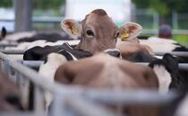 Farmers face £96m bill from bTB, new report says