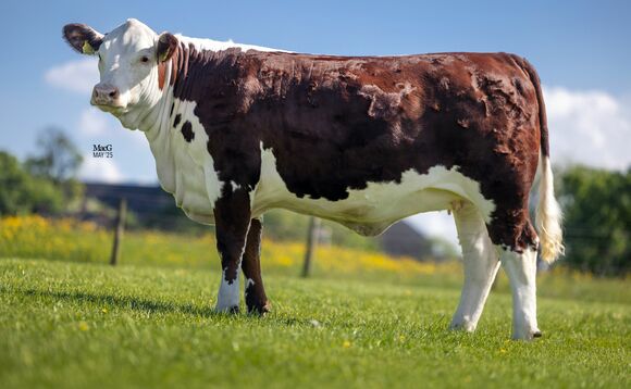 Heifer leads Hoghton View production sale at 7,500gns