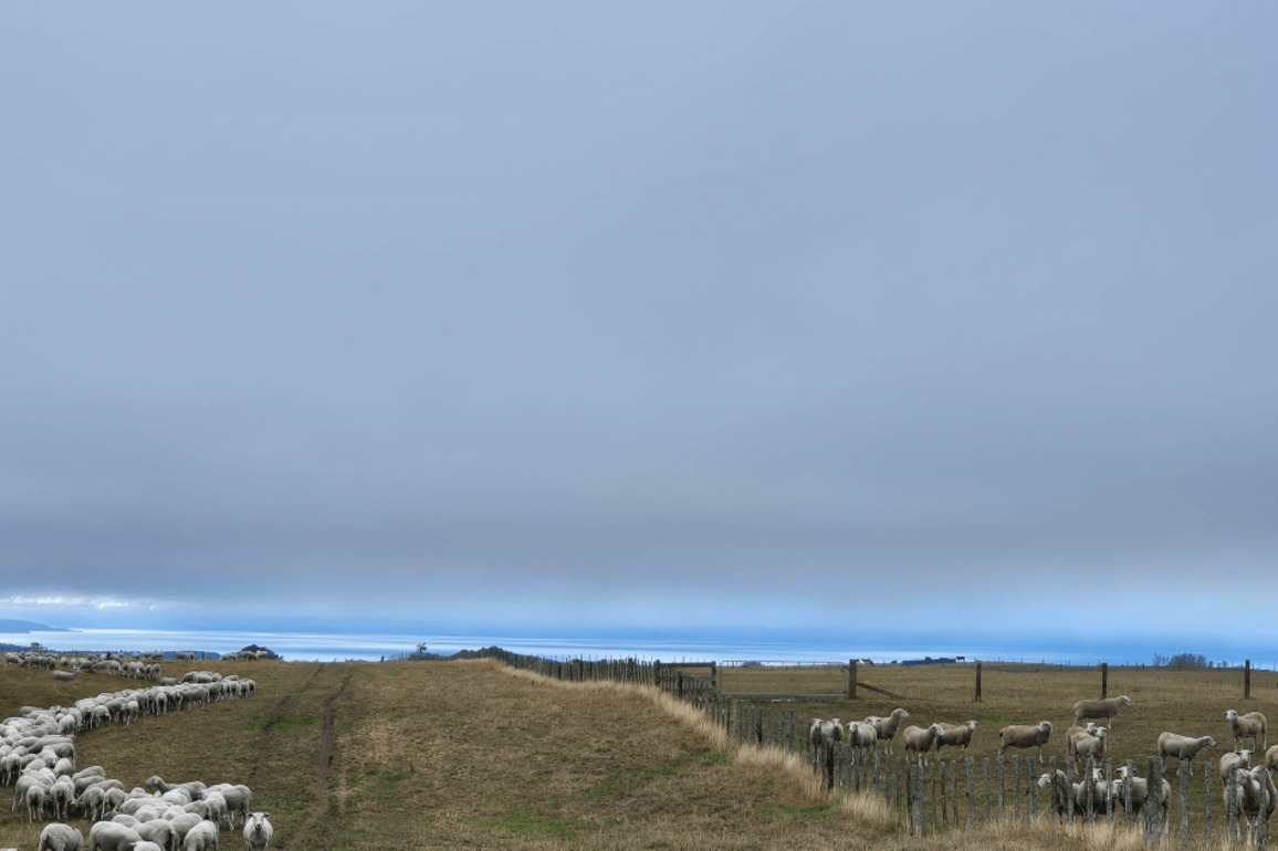Northland farmers welcome heavy rainfall, president of Federated Farmers Northland says