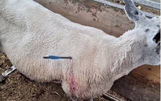 Two sheep recovering after sustaining crossbow wounds