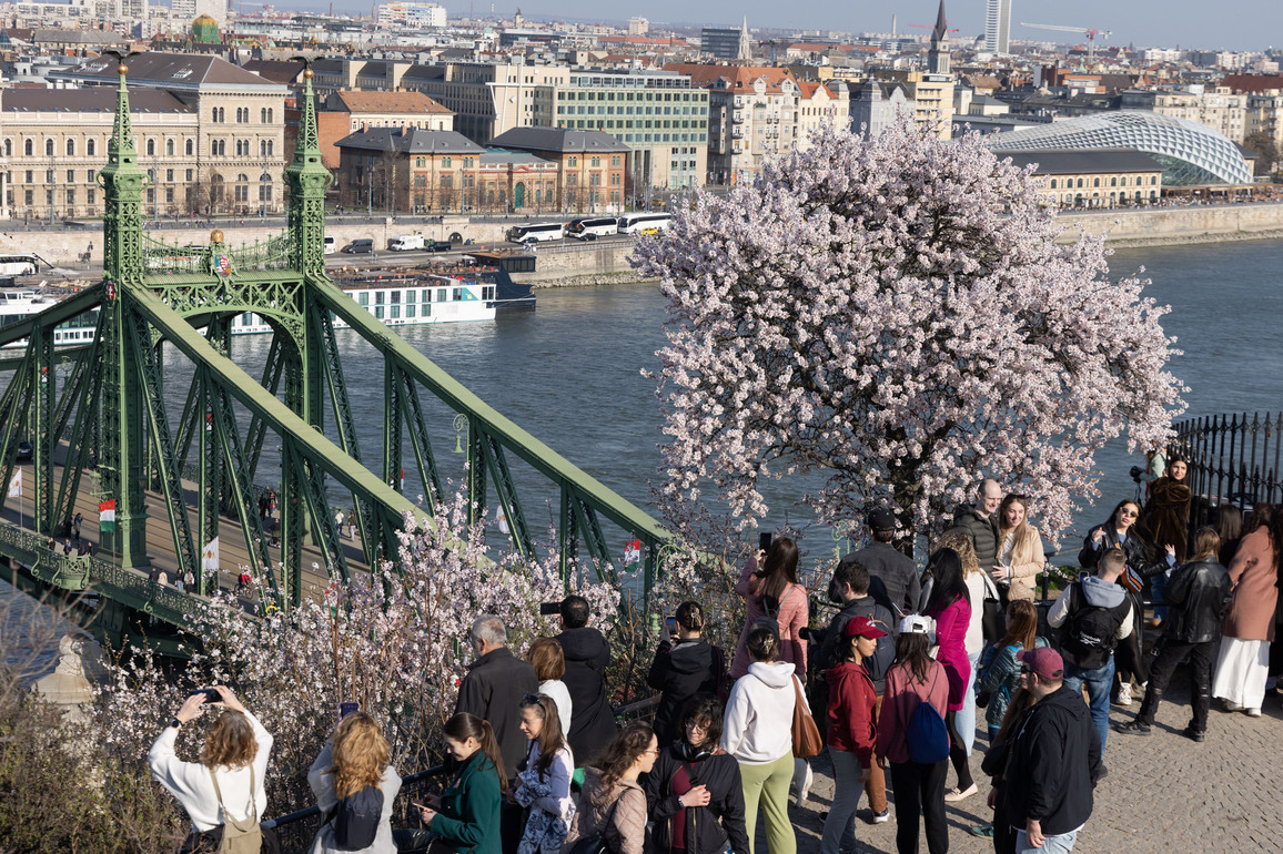 HUNGARY-BUDAPEST-ALMOND BLOSSOMS