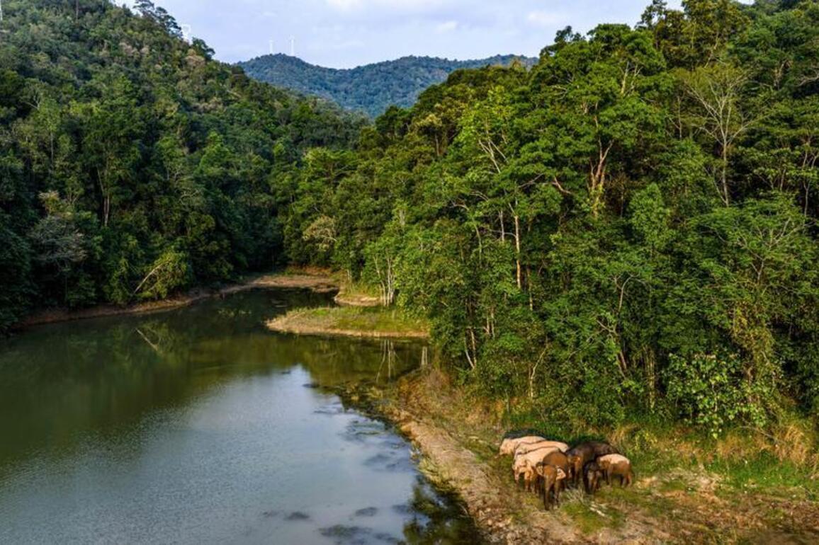 EcoChina | Ecological barrier consolidated in S China's Xishuangbanna