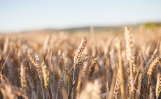 World weather woes boost grain market
