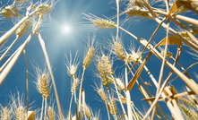  A Queensland study looked at how wheat fares in the face of heatwaves, specifically during the grain-filling period. 