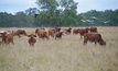  Research has expanded internationally to hasten the identification and selection of tick resistant cattle.  Credit: Pamela Lawson.