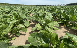 How a Norfolk regenerative farming trial improved soil health and cut carbon emissions