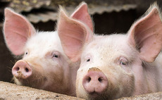 Singing pig farmers hope to spread festive cheer amid 'crippling' crisis