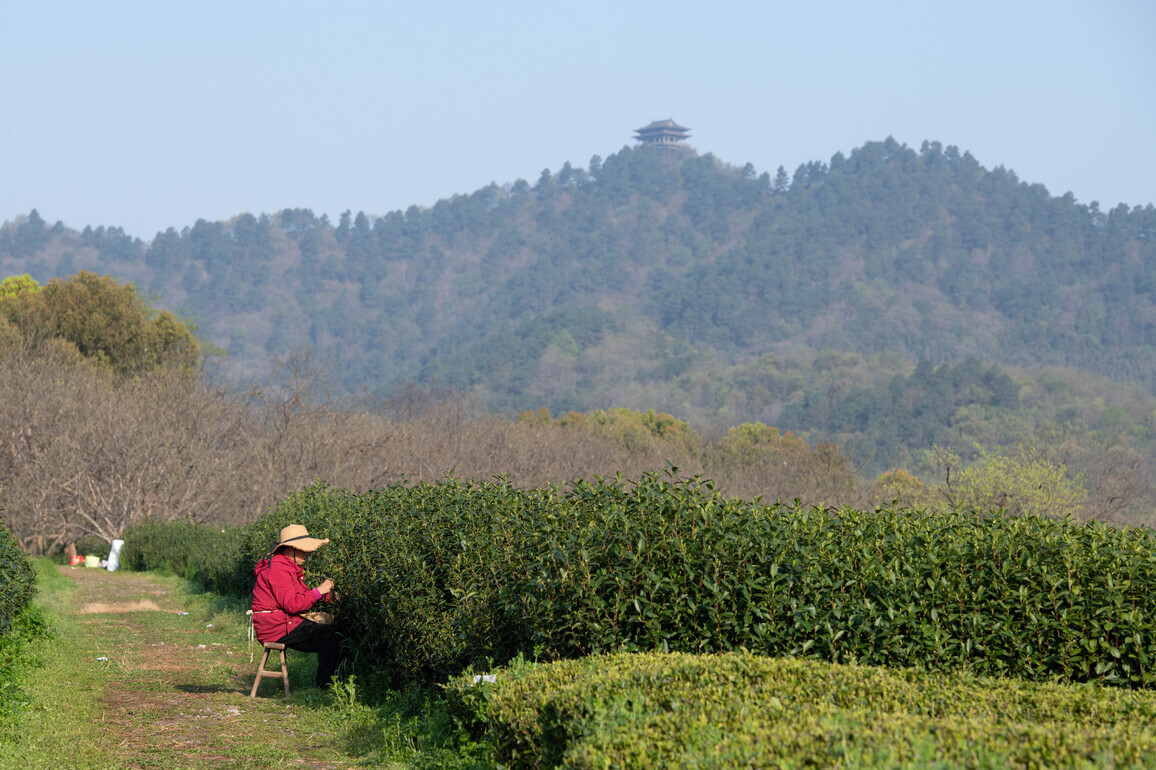 (AmazingAnhui) CHINA-ANHUI-XUANCHENG-JINGTING MOUNTAIN-TEA INDUSTRY-TOURISM (CN)