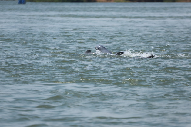 CAMBODIA-KRATIE-MEKONG IRRAWADDY DOLPHIN