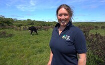 Cow-sharing scheme helps fight wildfires on Gower Commons
