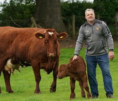 Morrisons to cut beef emissions by switching cows to seaweed-based feed