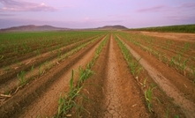 Sugar cane's sweet role as environmental saviour