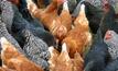 Fowl play in poultry industry