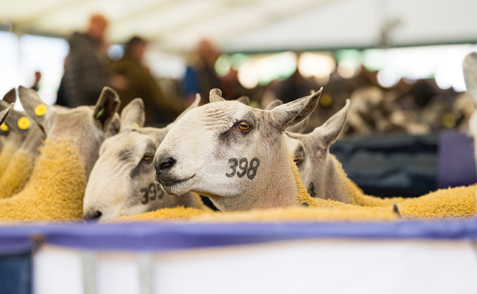 A new record average was set once again at this year's Kelso ram sales, with an average of £1,229.18 for the 3,254 tups sold. 