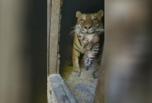 Rare Siberian tiger shows off new cubs