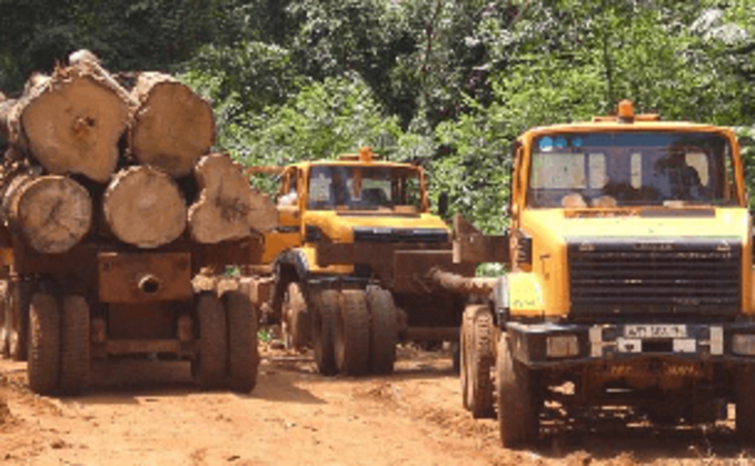 Logging in Cameroon | Credit: Zoological Society of London