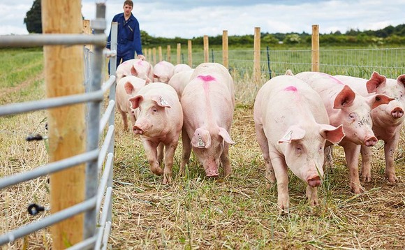 Champion pig breeder banned over cruelty