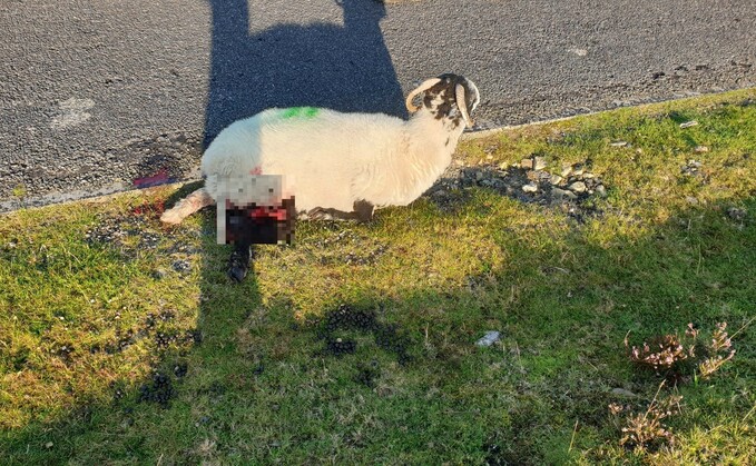 The Farmer in North Yorkshire said they were left frustrated after a driver had hit the ewe and then drove off to leave it in agony (Moor Houses Farm)