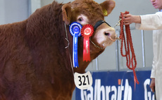 Stirling Bull Sales: A bid of 14,500gns leads Limousin prices  