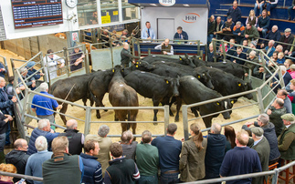 Livestock throughput rises as market turnover tops £3bn