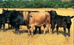 Beating breeder cow mortality rates