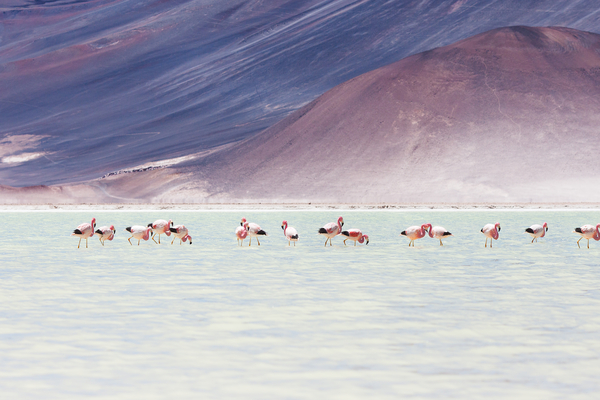 Chile approves projects in three salars; CleanTech application rejected