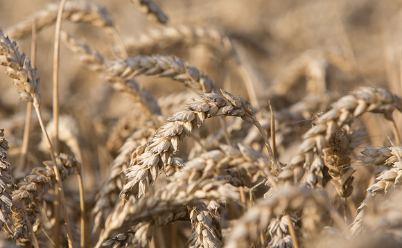 Global milling wheat market tightens