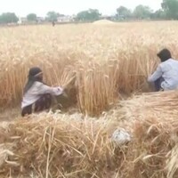 Uttar Pradesh: ICAR-IIVR launches WhatsApp channel for direct communication with farmers