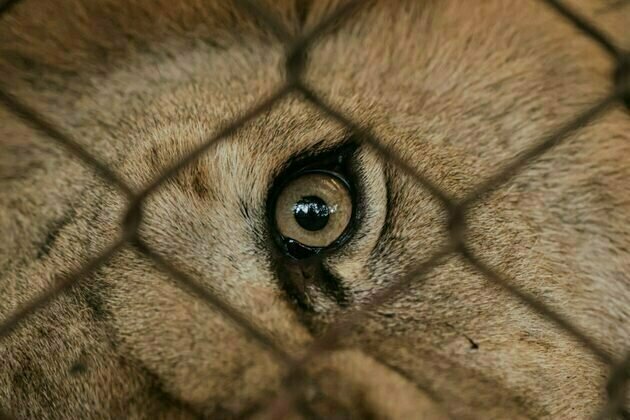 Queensland's horrific lion attack shows wild animals should not be kept for our amusement