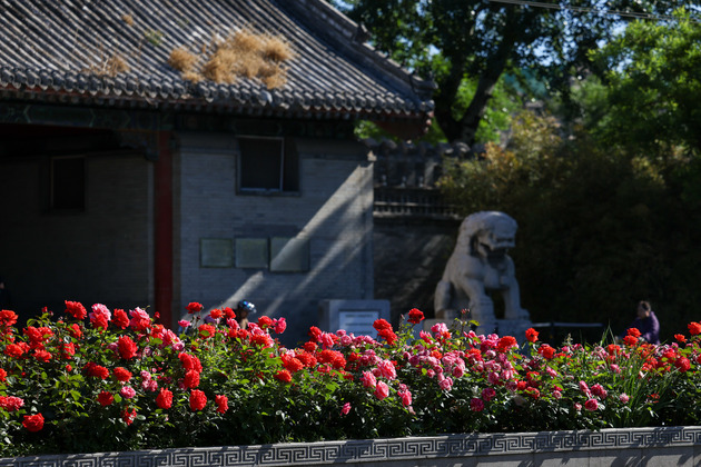CHINA-BEIJING-CHINESE ROSE-ROAD-DECORATION (CN)