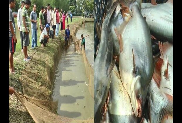 Manipur farmer transforms his life through fish farming