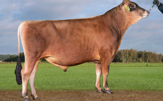 Bull proofs: New genomic Jersey list highlights young sires