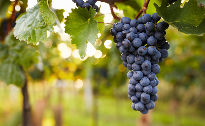 Viticulture sector expecting earlier harvest with quality grapes